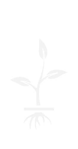 Image icon of a sapling